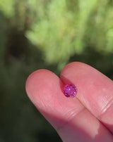 1.25Ct Vivid Hot Pink Ceylon Sapphire | "Fire of Babylon" | Round Shape video sunlight